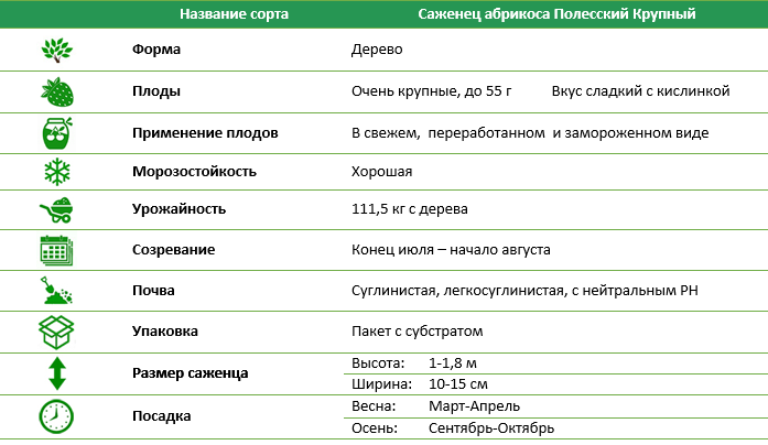 Абрикос Полесский крупный