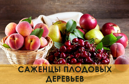 Саженцы плодовых деревьев