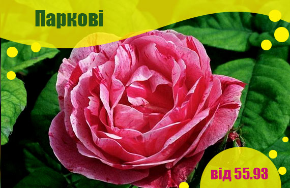 Саджанці паркових троянд купити
