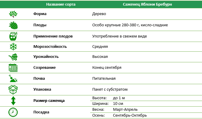 Яблуня Бребурн