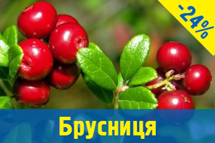 Саджанці брусниці