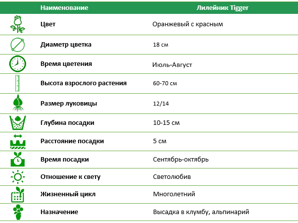 Лилейник Tigger 1 (1 шт)