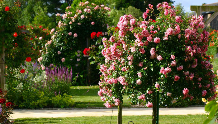 Красивые розы в саду
