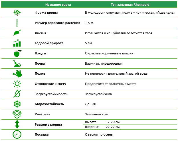 Туя западная Rheingold