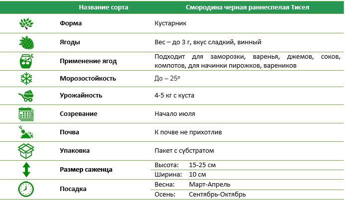 Смородина черная раннеспелая Тисел