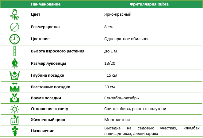 Фритиллярия Rubra
