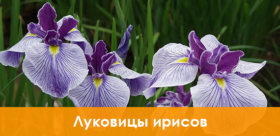 Луковицы ирисов купить