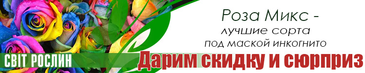 Троянда Мікс: інтригуючий сюрприз і безпрецедентна знижка!