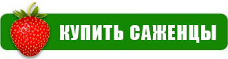 5 эффективных способов посадки саженцев клубники — 5. Посадка на мульчирующее агроволокно