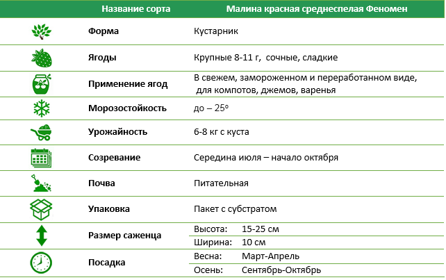 Малина Феномен середньостигла червона 3 шт