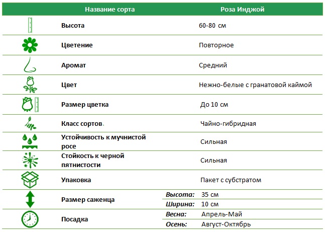 Инджой.jpg