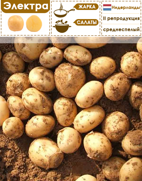 Электра картофель