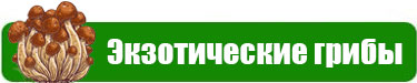 Новый ассортимент мицелия редких грибов!