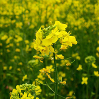 flowerbed 4.jpg сидерат горчица
