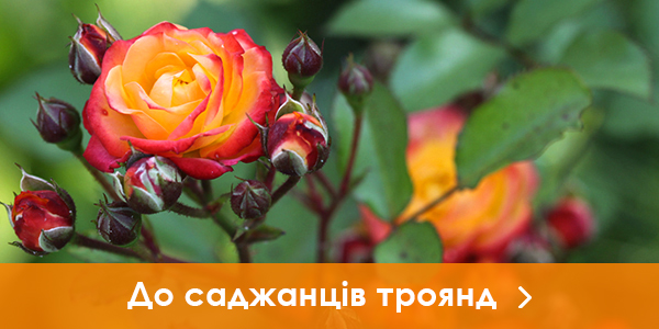 Саджанці троянд
