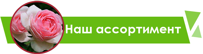 Купить саженцы роз в Украине