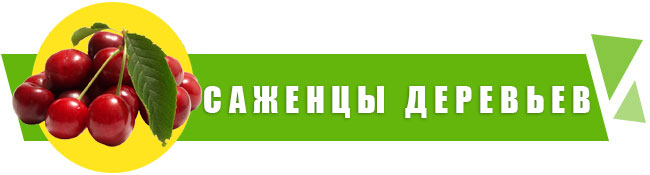 Саженцы плодово-ягодные купить