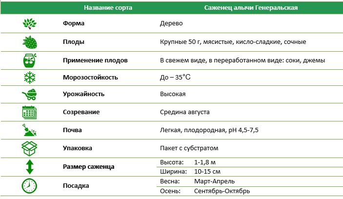 Саженец алычи Генеральская