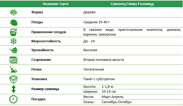 Слива Голливуд