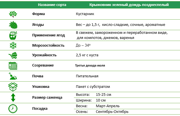 Крыжовник Зеленый дождь позднеспелый