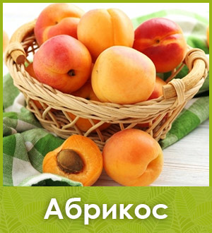 Абрикос саженцы