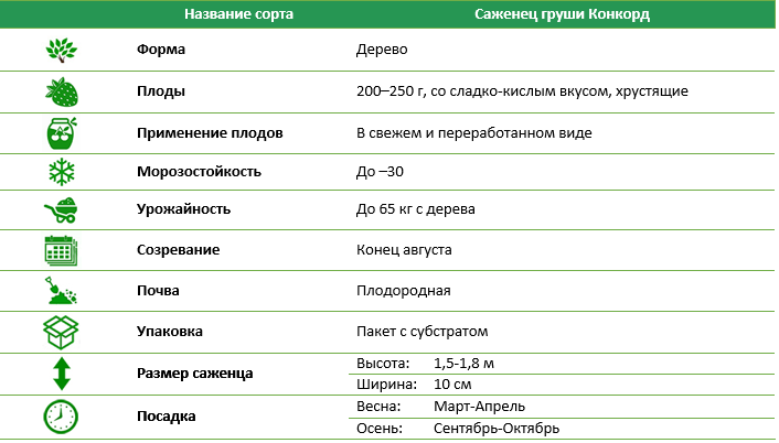 Груша Конкорд