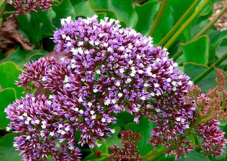Статица