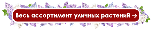 Вуличні декоративні кущі - ідеальна прикраса саду — Уличные декоративные кустарники – идеальное украшение сада!