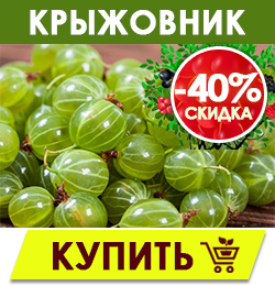 Финальная распродажа саженцев плодовых кустарников!