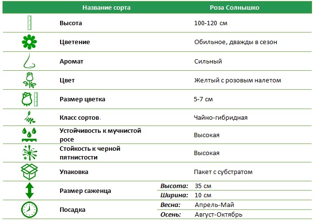 Солнышко.jpg