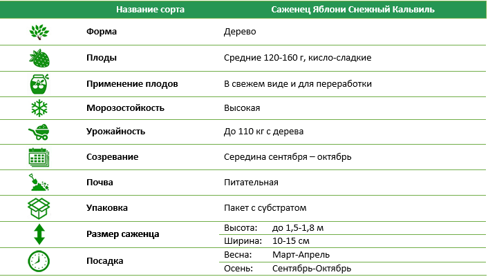 Яблуня Сніговий Кальвіль