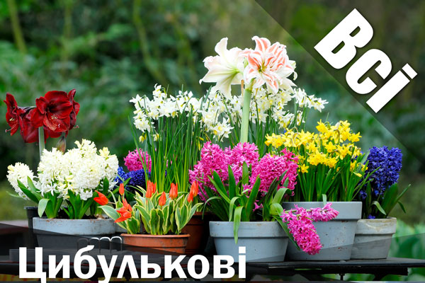 flowerbed 6.jpg Цибулькові купити