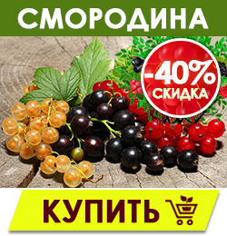 Финальная распродажа саженцев плодовых кустарников!