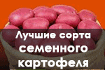 Вкусные и продуктивные сорта семенного картофеля для пышного урожая!