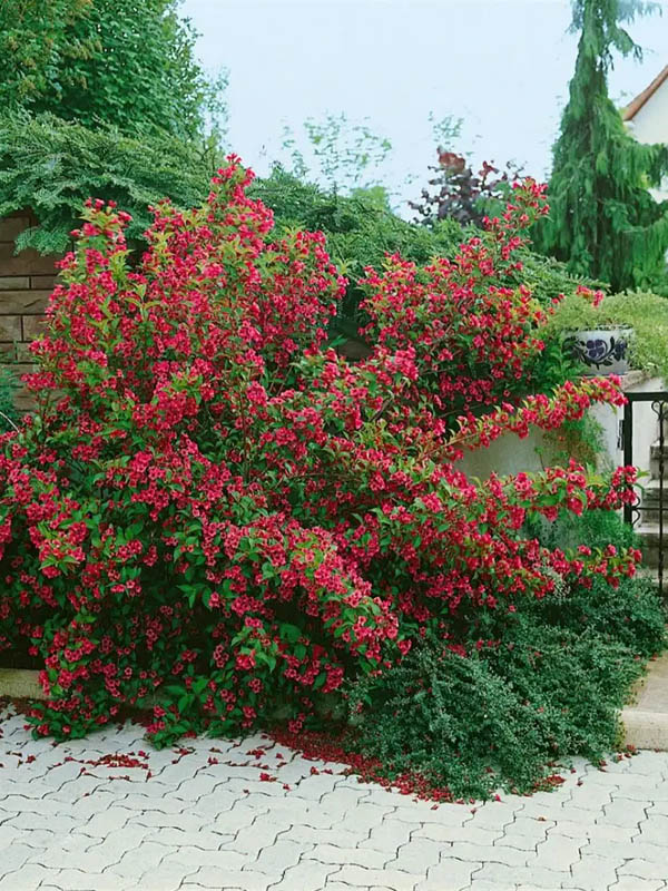     (Newport Red) 2