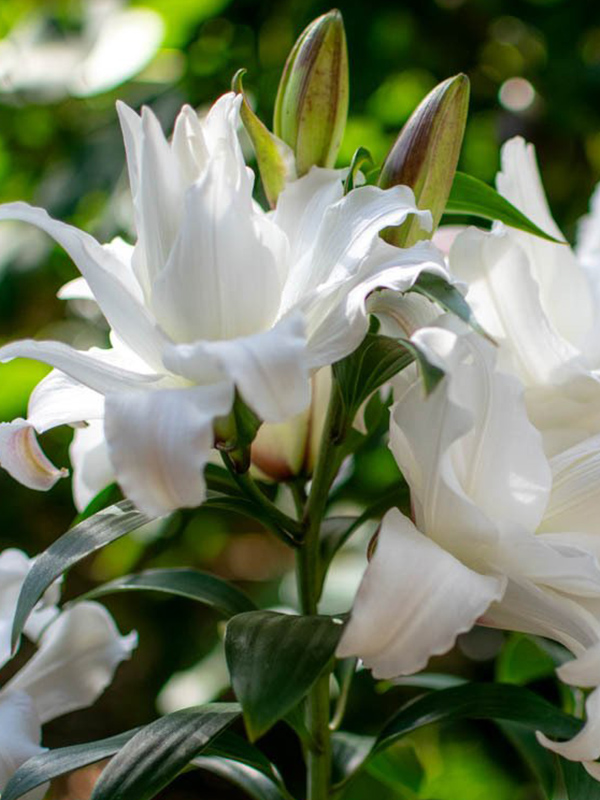 ˳�� Roselily Angela 15/17