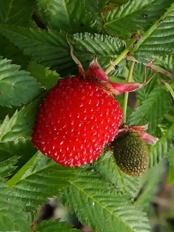 ������ (������-��������, ��������� ������) �1