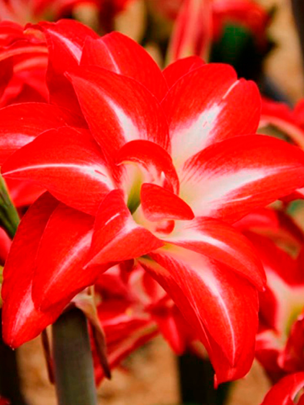 ó��������� Splash ������� 24/26