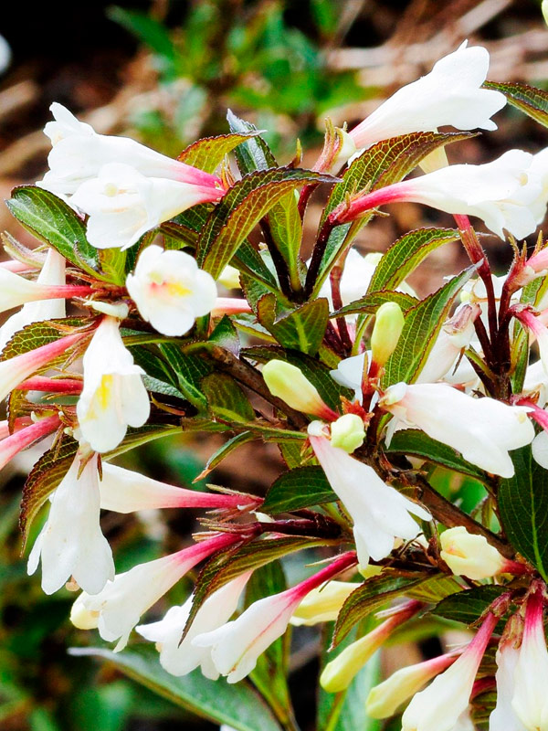 ������� ���� ��� ���� Blackand White ������ �2