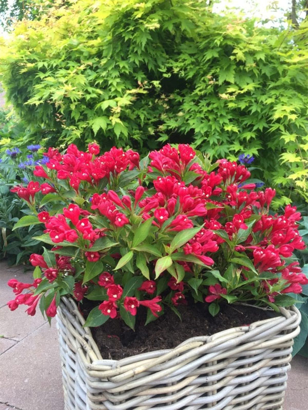     (All Summer Red) 1,5
