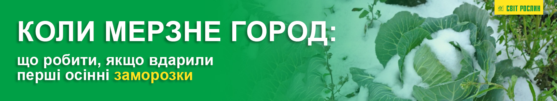 Когда мерзнет огород: что делать, если ударили первые осенние заморозки Первые осенние заморозки на огороде