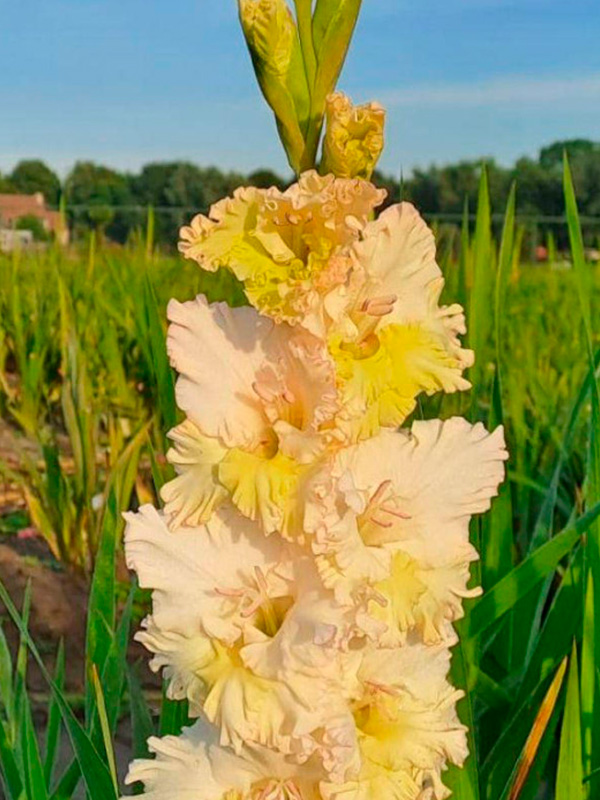 ��������� Cera Fearless ������������� 12/14 