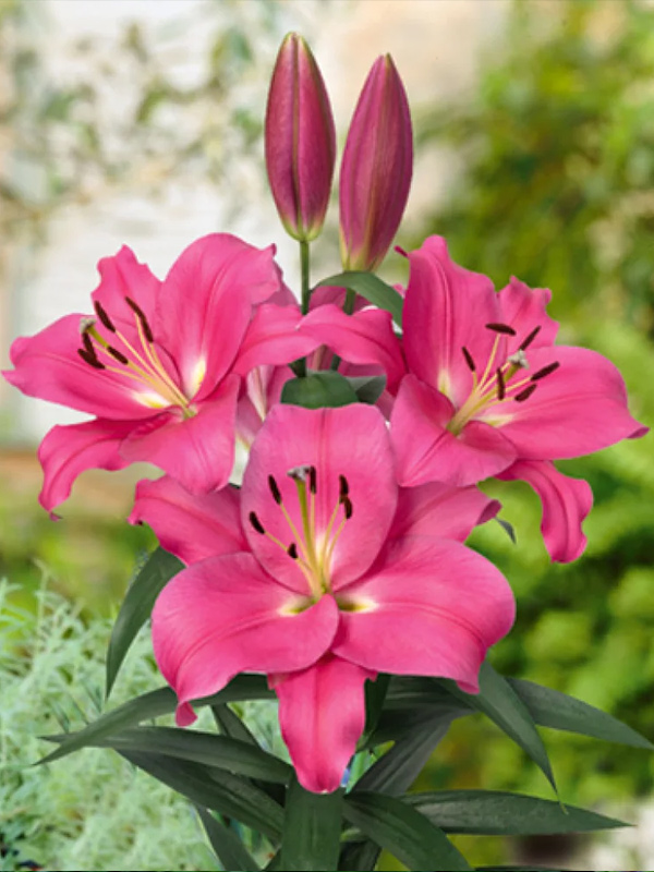 ����� Loverstown 14/16 