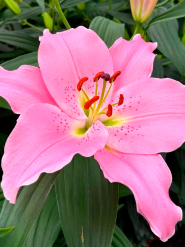 ����� Emani ������������ 14/16 