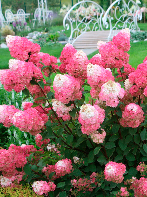 ��������� ��������� ������� (Strawberry Blossom) ����������� �2