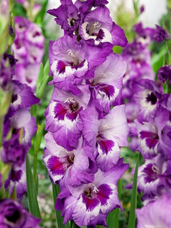 �������� Vista 14+