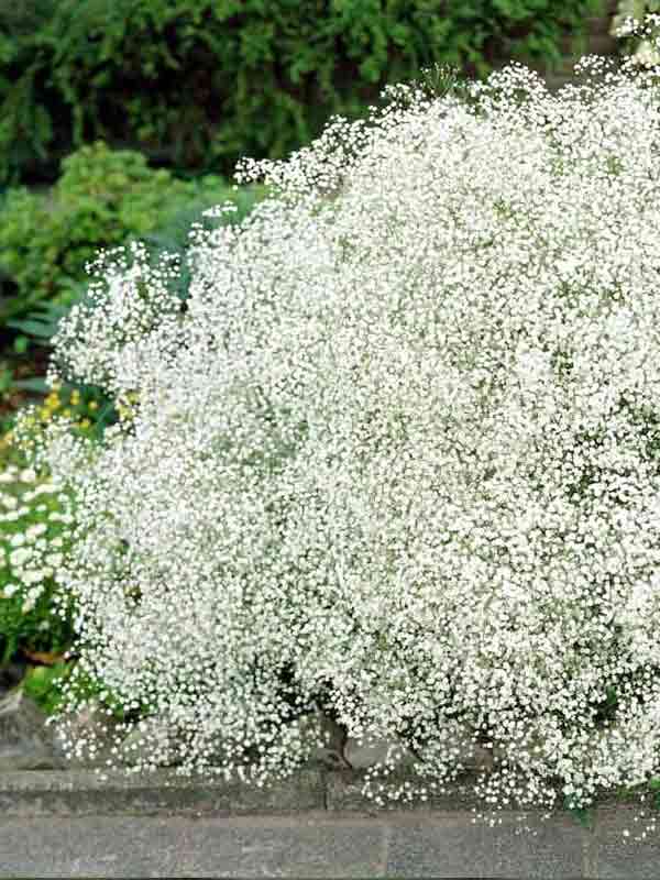 ó Paniculata white (1 )