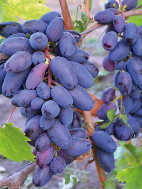 �������� �������� ������