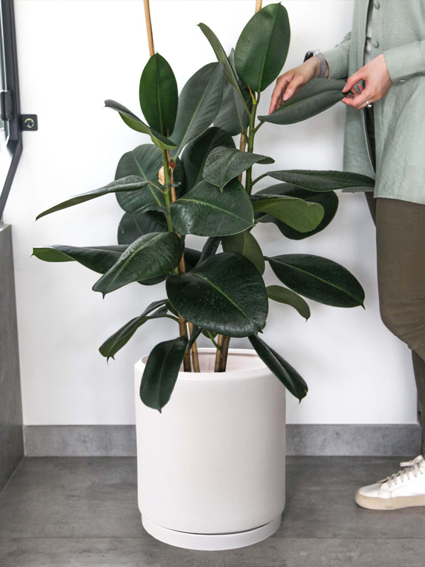 ����� ������� XXL ����� ������� 25 �