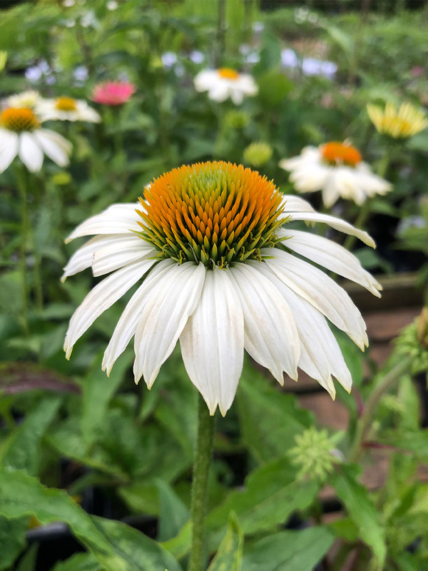      (PowWow White) 2